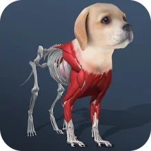 Idle Pet - Create cell by cell (ВЗЛОМ, все персонажи разблокированы/ бесплатные покупки)